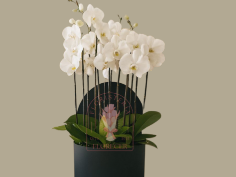 Orquideas phalaenopsis en cali arreglos con orquideas cali (1)