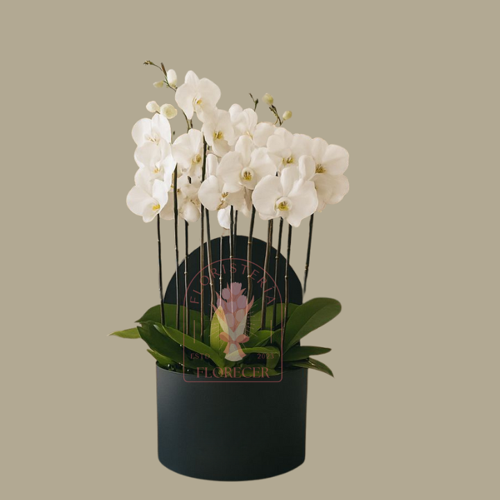 Orquídeas Phalaenopsis 1 | Floristería en Cali | Florecer