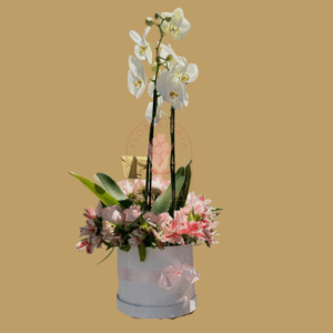 Orquídeas Phalaenopsis 2 | Floristería en Cali | Florecer