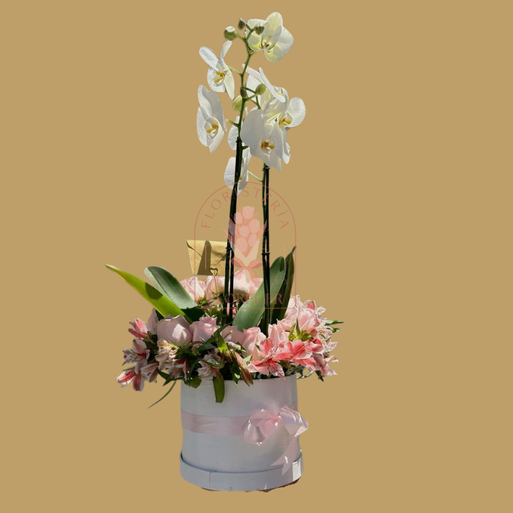 Orquídeas blancas Cali