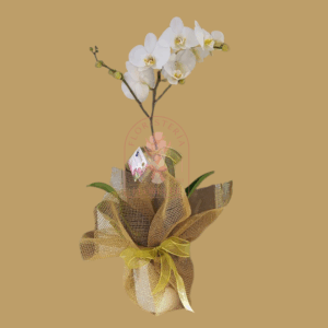 Orquídeas Phalaenopsis 5 | Floristería en Cali | Florecer