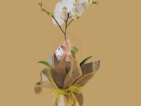 Orquideas phalaenopsis en cali arreglos con orquideas cali (5)