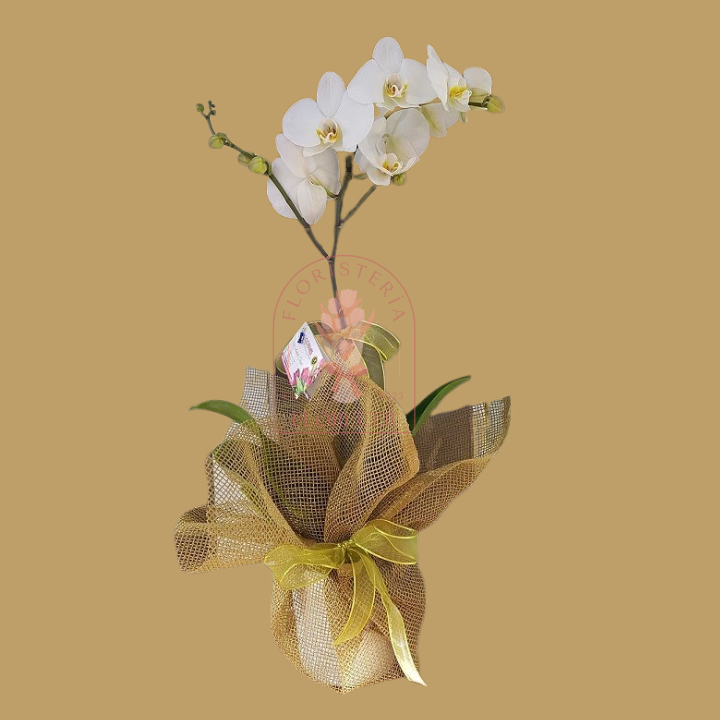 Orquídeas Phalaenopsis 5 | Floristería en Cali | Florecer