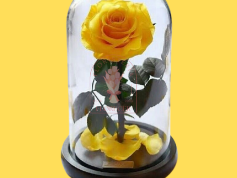 Rosas preservadas e inmortalizadas en cali Floristerias en cali (1)