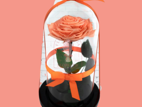 Rosas preservadas e inmortalizadas en cali Floristerias en cali (2)