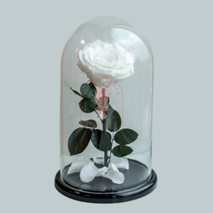 Rosas Preservadas 5 | Floristería en Cali | Florecer