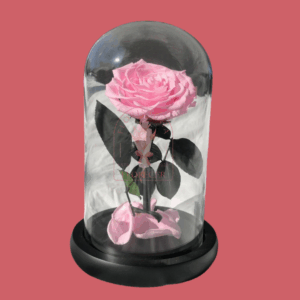 Rosas Preservadas 7 | Floristería en Cali | Florecer
