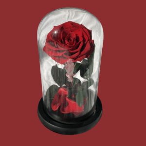 Rosas Preservadas 8 | Floristería en Cali | Florecer